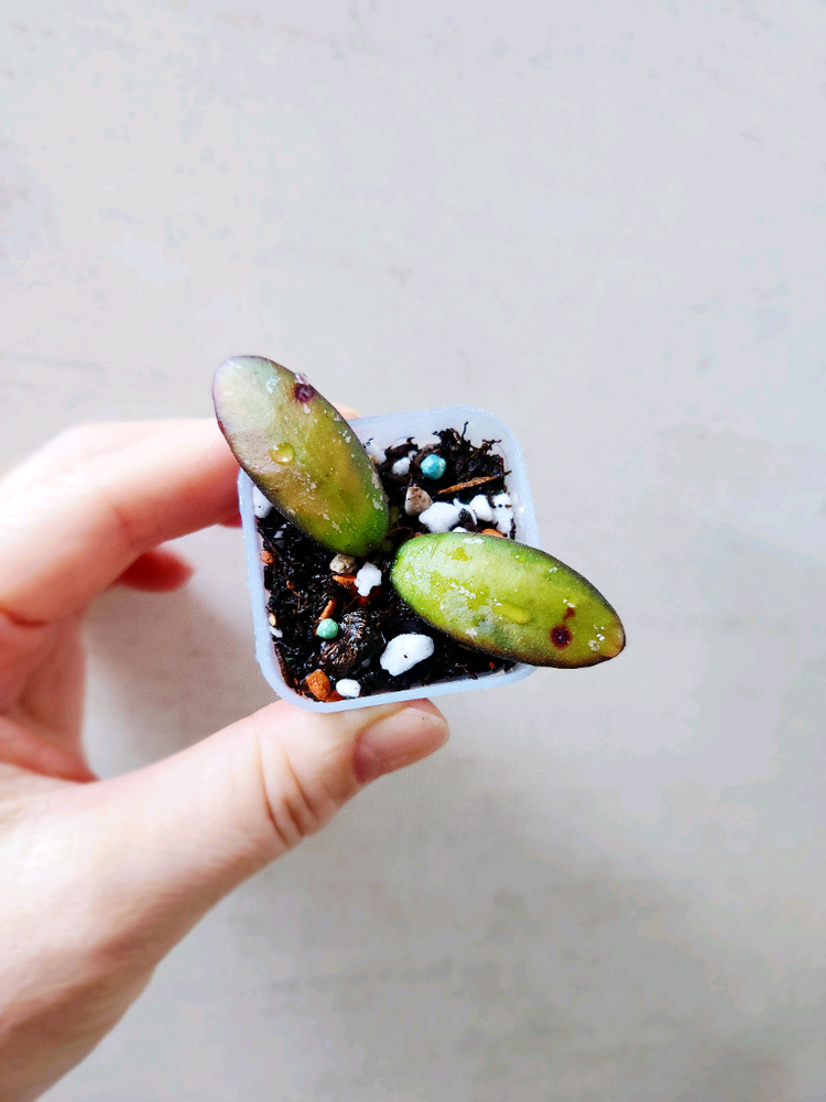 호야 vl9바리에가타--2