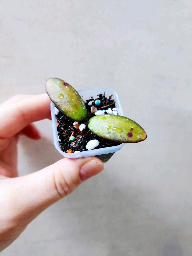 호야 vl9바리에가타--3