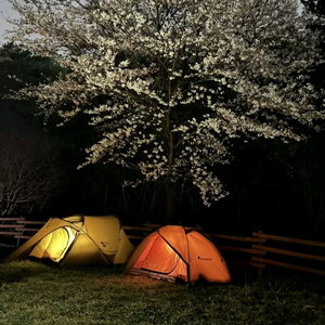 미니뭘웍스 골드키위 왼쪽