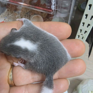 경주 피그미다람쥐 분양