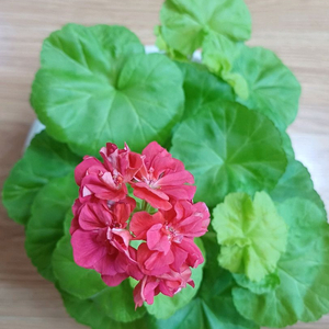 제라늄 AY패션매직 대품