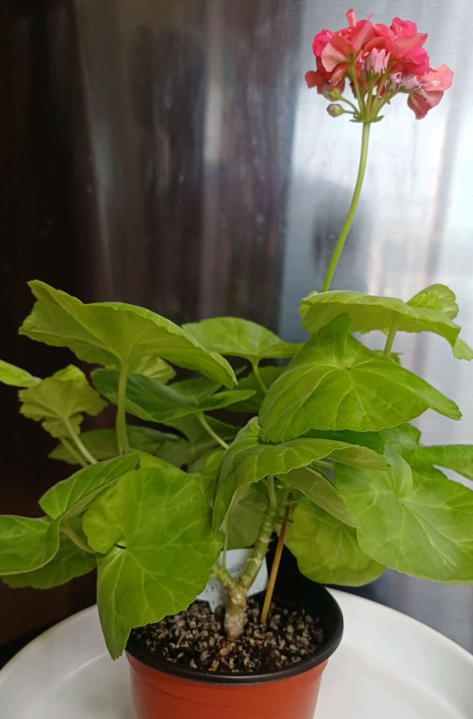 제라늄 AY패션매직 대품--2