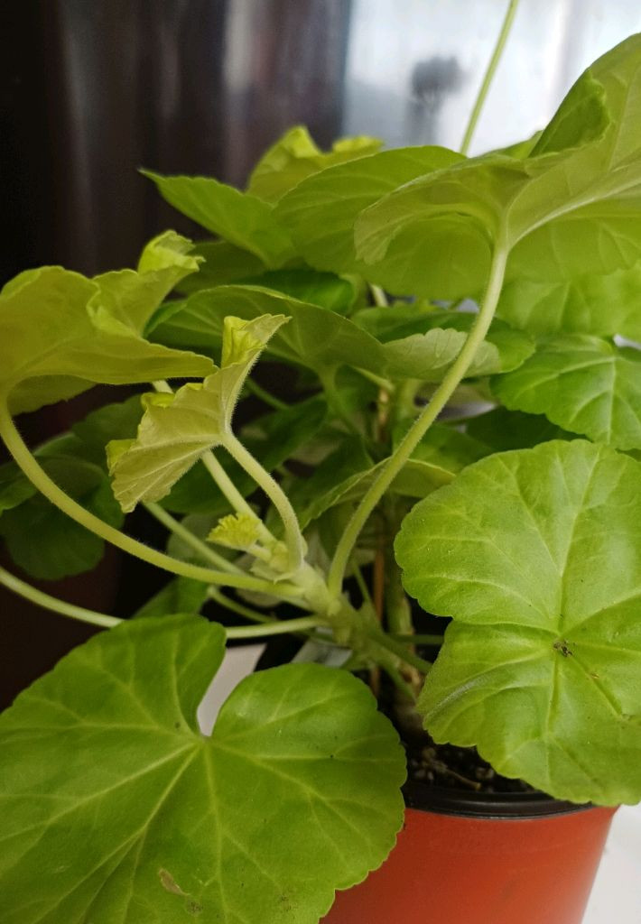 제라늄 AY패션매직 대품--3