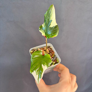 칼라디움 카오스