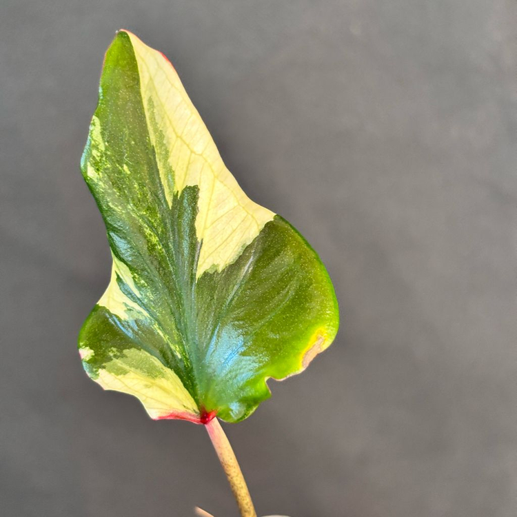 칼라디움 카오스--1