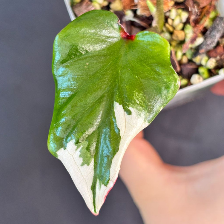 칼라디움 카오스--2