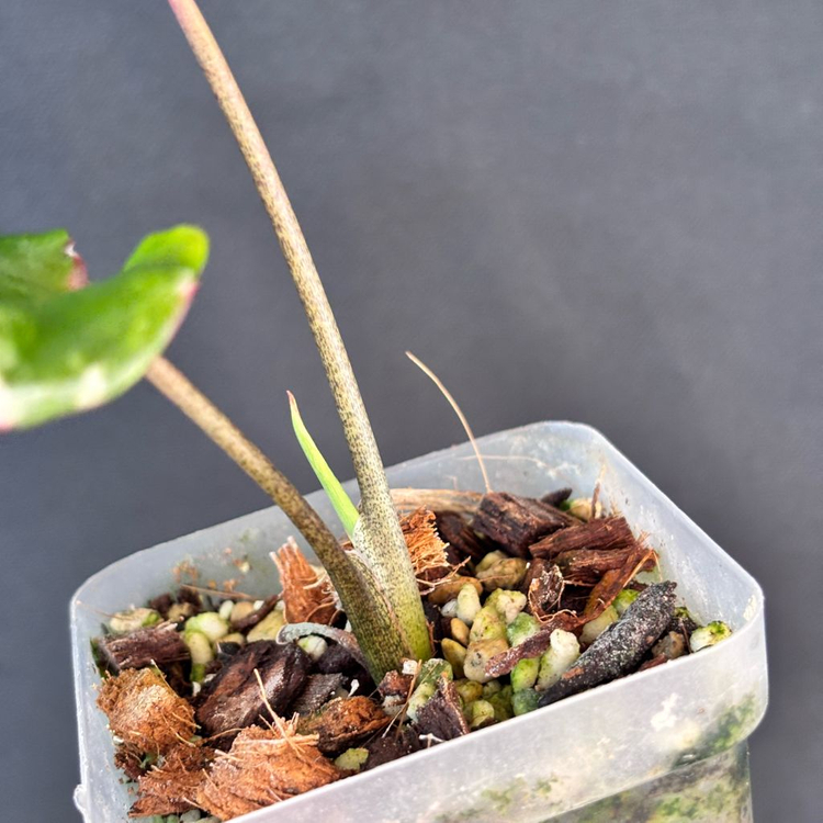 칼라디움 카오스--3