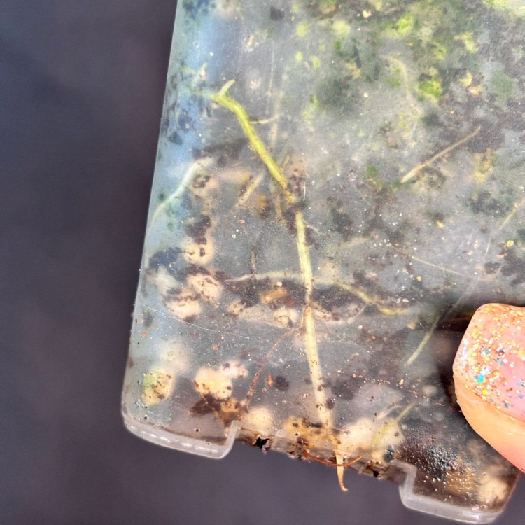 칼라디움 카오스--4