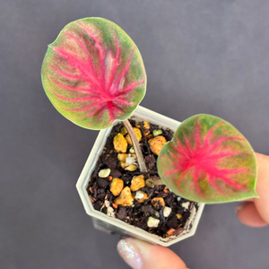 칼라디움 레드컵