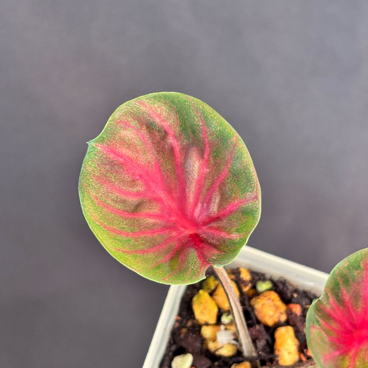 칼라디움 레드컵--2