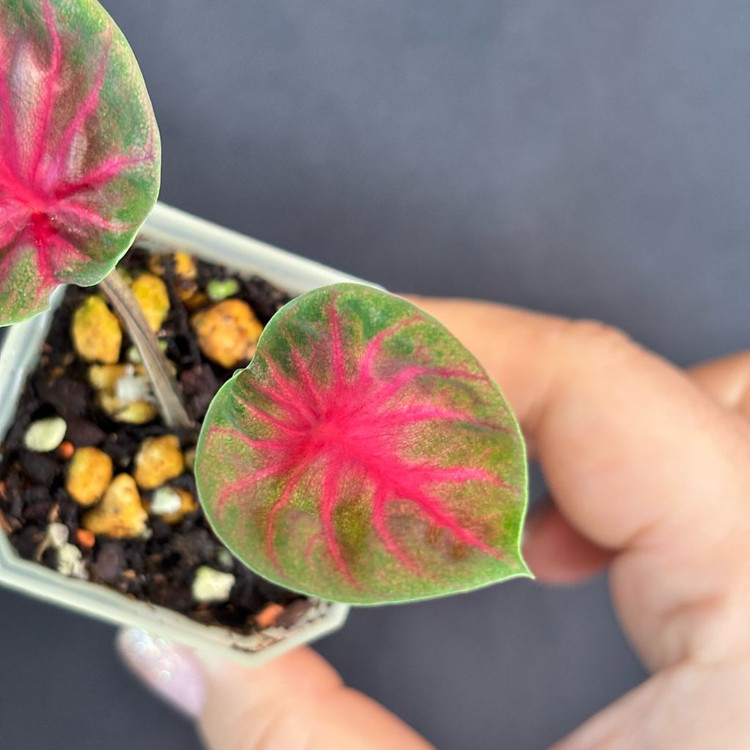 칼라디움 레드컵--3