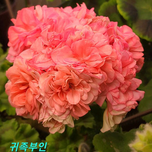 러시아제라늄 귀족부인