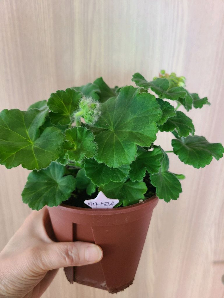 러시아제라늄 TA아나스타샤--1