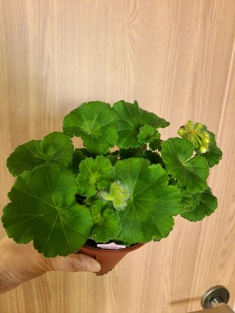 러시아제라늄 TA아나스타샤--2