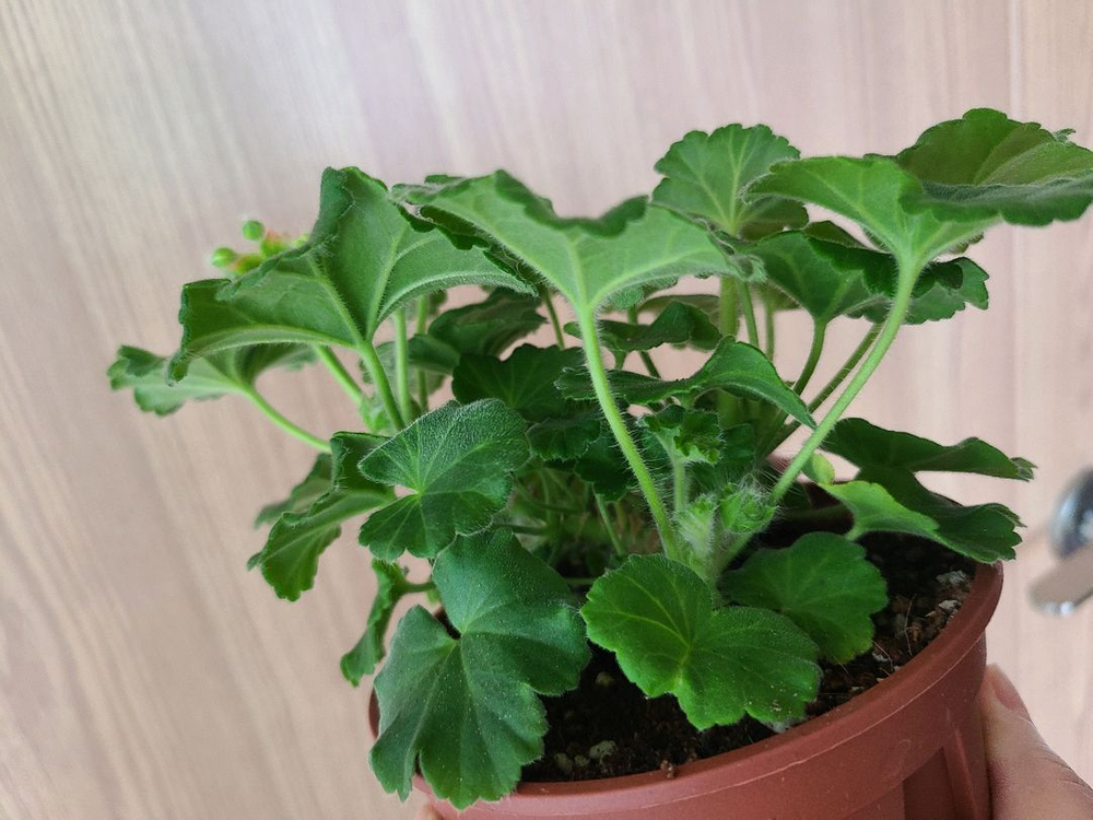 러시아제라늄 TA아나스타샤--3