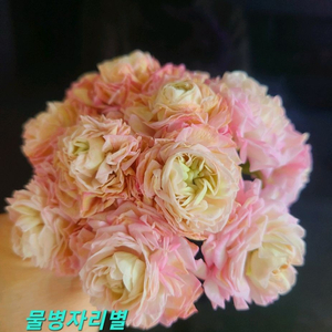 러시아제라늄 물병자리별