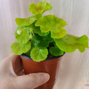 한국제라늄 지엘그라시아