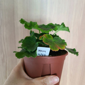 러시아제라늄 피츄어벤츄리