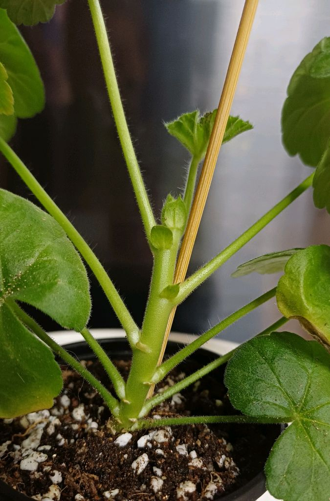 제라늄 AY꿈길--1