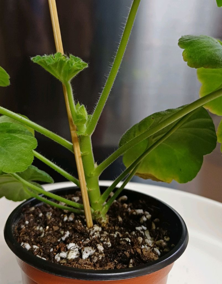 제라늄 AY꿈길--2