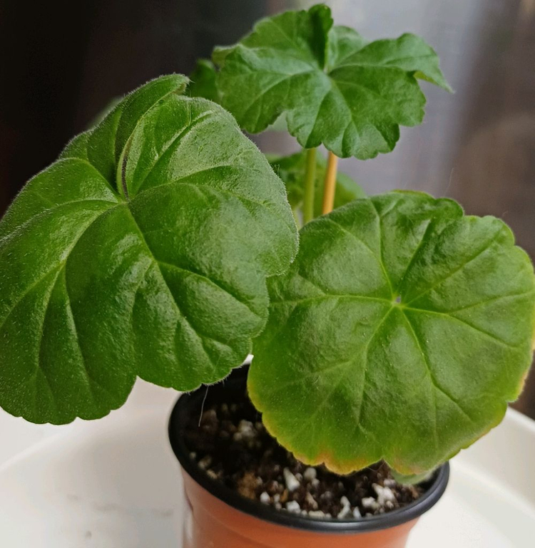 제라늄 AY꿈길--3