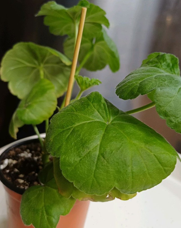 제라늄 AY꿈길--4