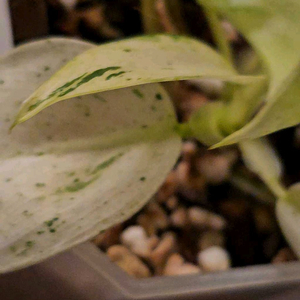 필로덴드론 휘플웨이