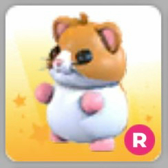 입양하세요 펫 햄스터 이미지