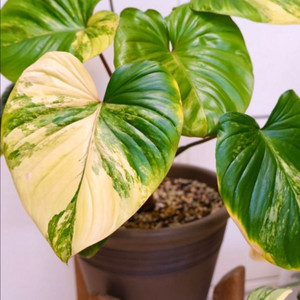 호말로메나 루버센스 옐로우 바리에가타