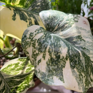 몬스테라 크림브륄레