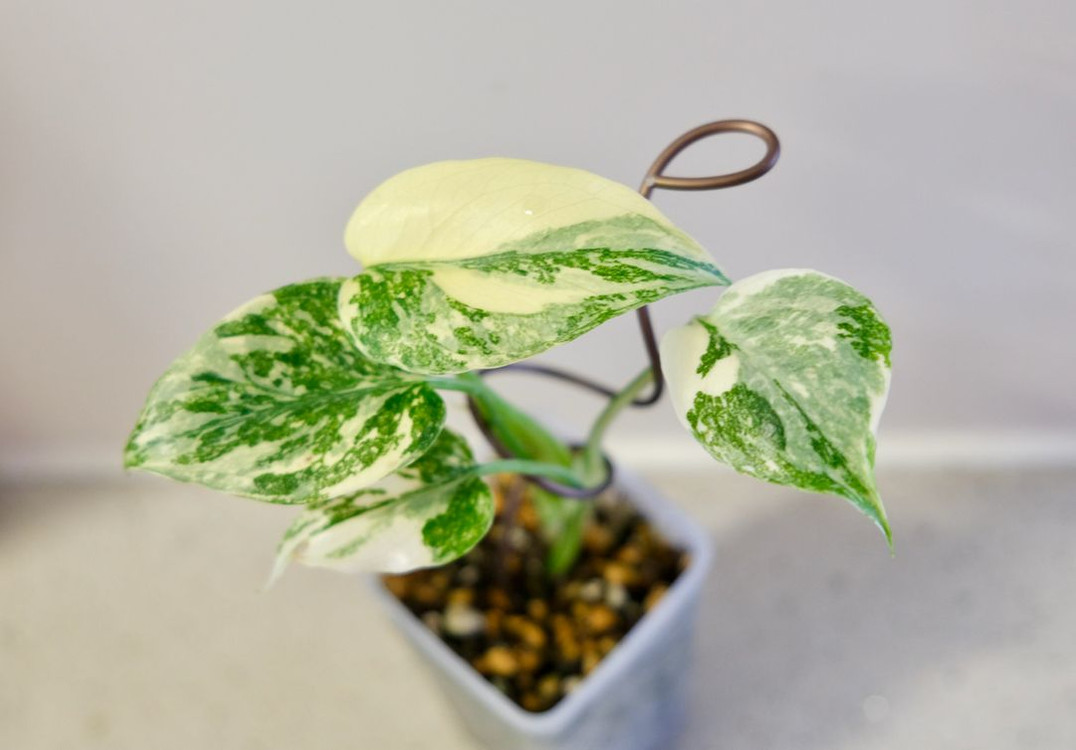 몬스테라 크림브륄레--2