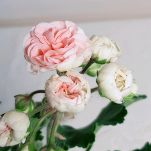 유폴로네즈 (대품) 제라늄