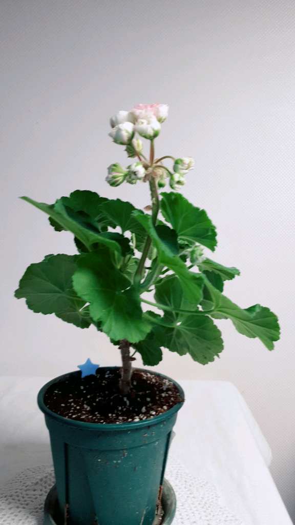 유폴로네즈 (대품) 제라늄--2