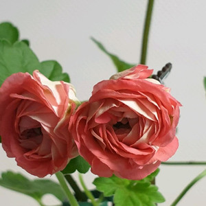 ess 게이샤 다비드의별 몰타진주웨딩 제라늄 3종