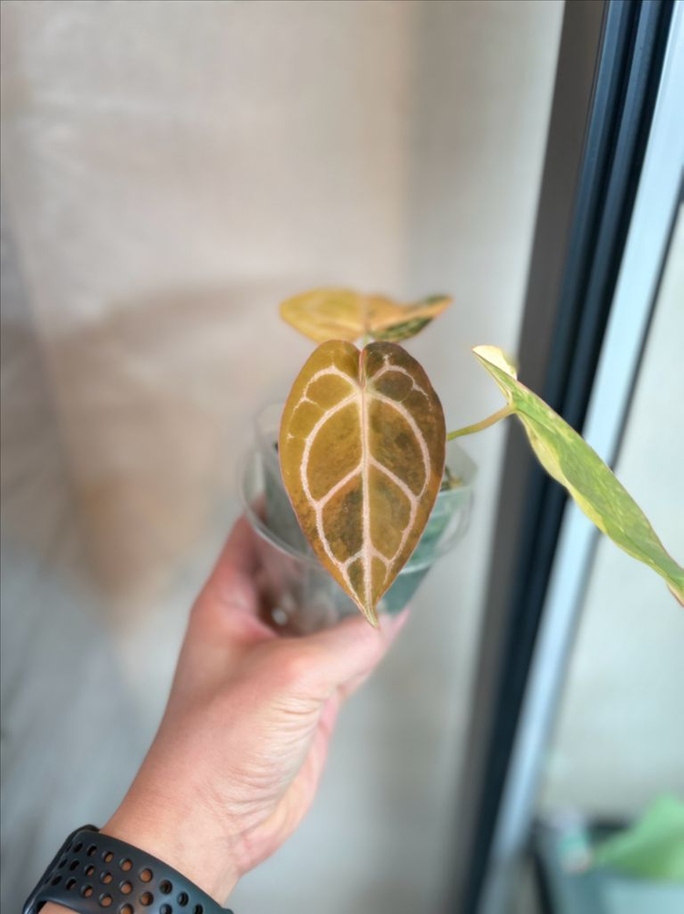 안스리움 바리에가타--3