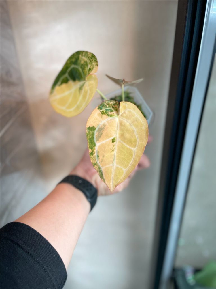 안스리움 바리에가타--2