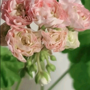 m 라니아프린세스 타 러브스토리 sy첫사랑 제라늄 3종