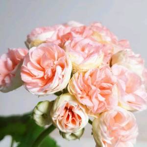 아스트리드 제라늄