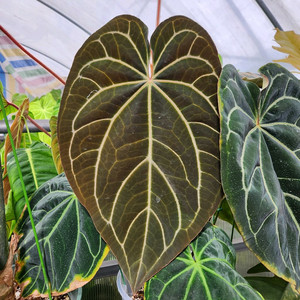 안스리움 블랙 크리스탈리넘