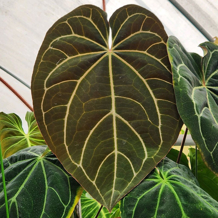 안스리움 블랙 크리스탈리넘--1