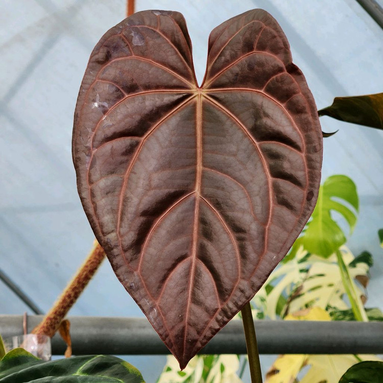 안스리움 블랙 크리스탈리넘--2