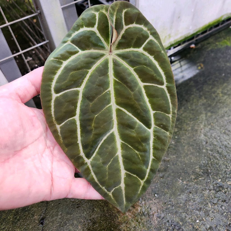 안스리움 블랙 크리스탈리넘--3