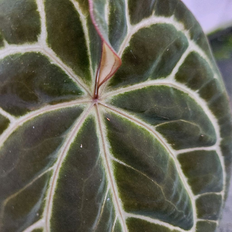 안스리움 블랙 크리스탈리넘--5