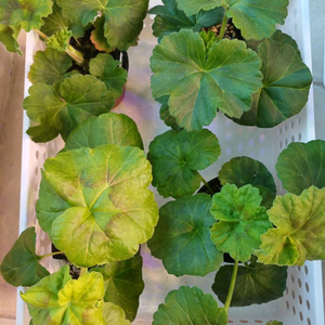 비잔티움과 제라늄3종 세트(비잔티움ㆍ유폴로네즈ㆍ삭스달렌셀마ㆍ메이퍼퀸라이라)