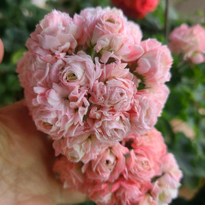 러시아제라늄 아마레티