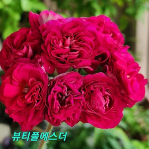 러시아제라늄 뷰티플에스더