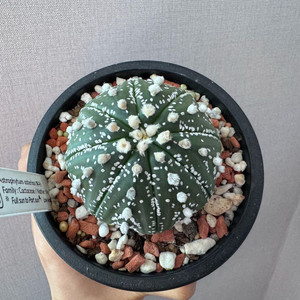 아프리카식물 투구