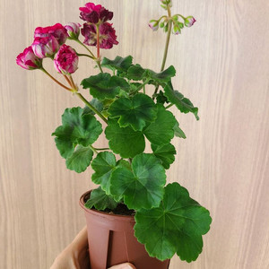 러시아제라늄 비잔틴퍼플