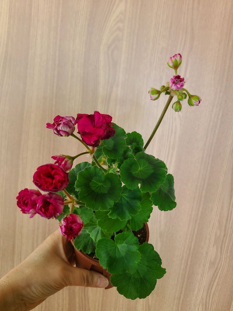 러시아제라늄 비잔틴퍼플--1