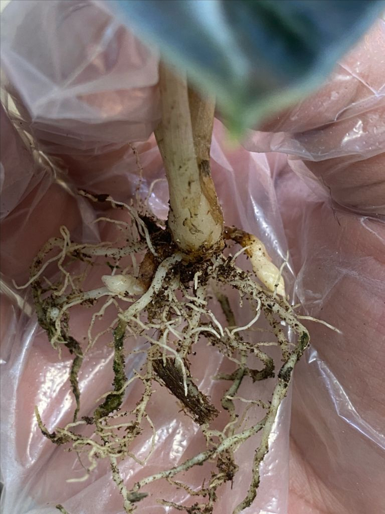 알로카시아 하트벌룬 옐로우바리이가타(안스,호야x)--1